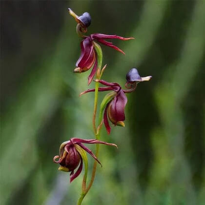 Orchid Seeds – Flying Duck