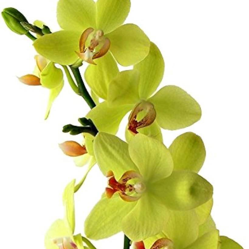 Orchid Seeds – Green