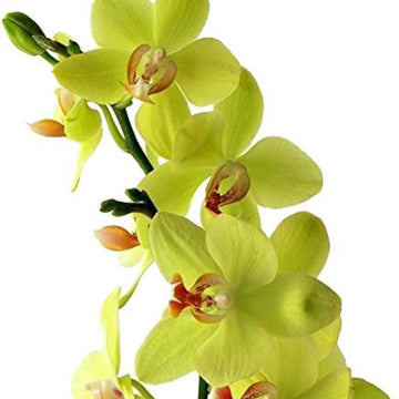 Orchid Seeds – Green