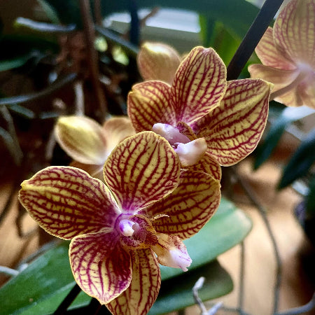 Orchid Seeds – Green Brown Phalaenopsis