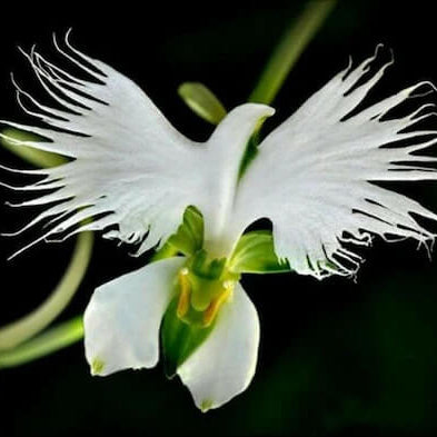 Orchid Seeds – Heron