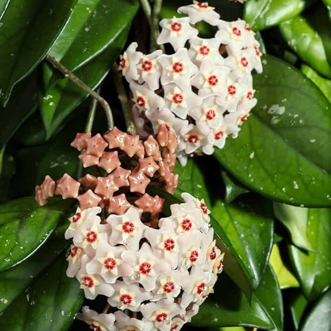 Orchid Seeds – Hoya