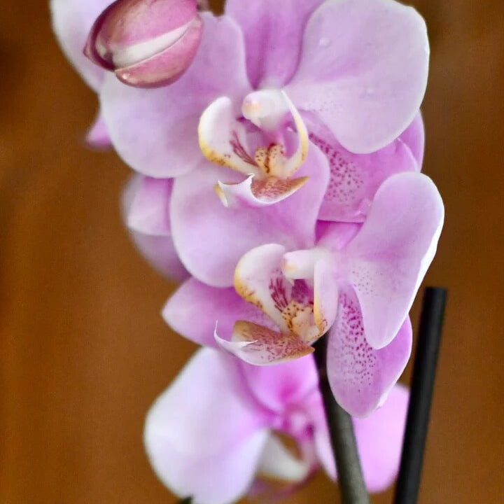 Orchid Seeds – Light Purple Phalaenopsis