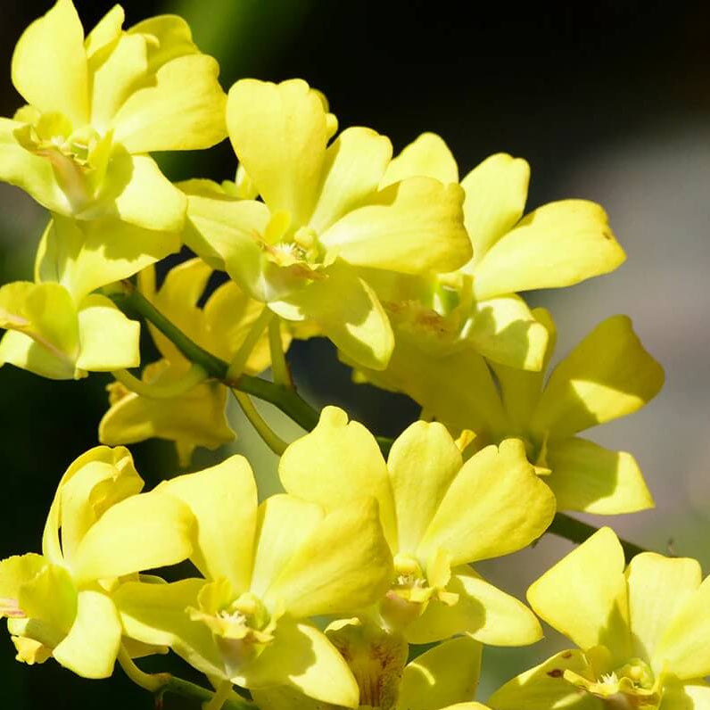 Orchid Seeds – Light Yellow Dendrobium