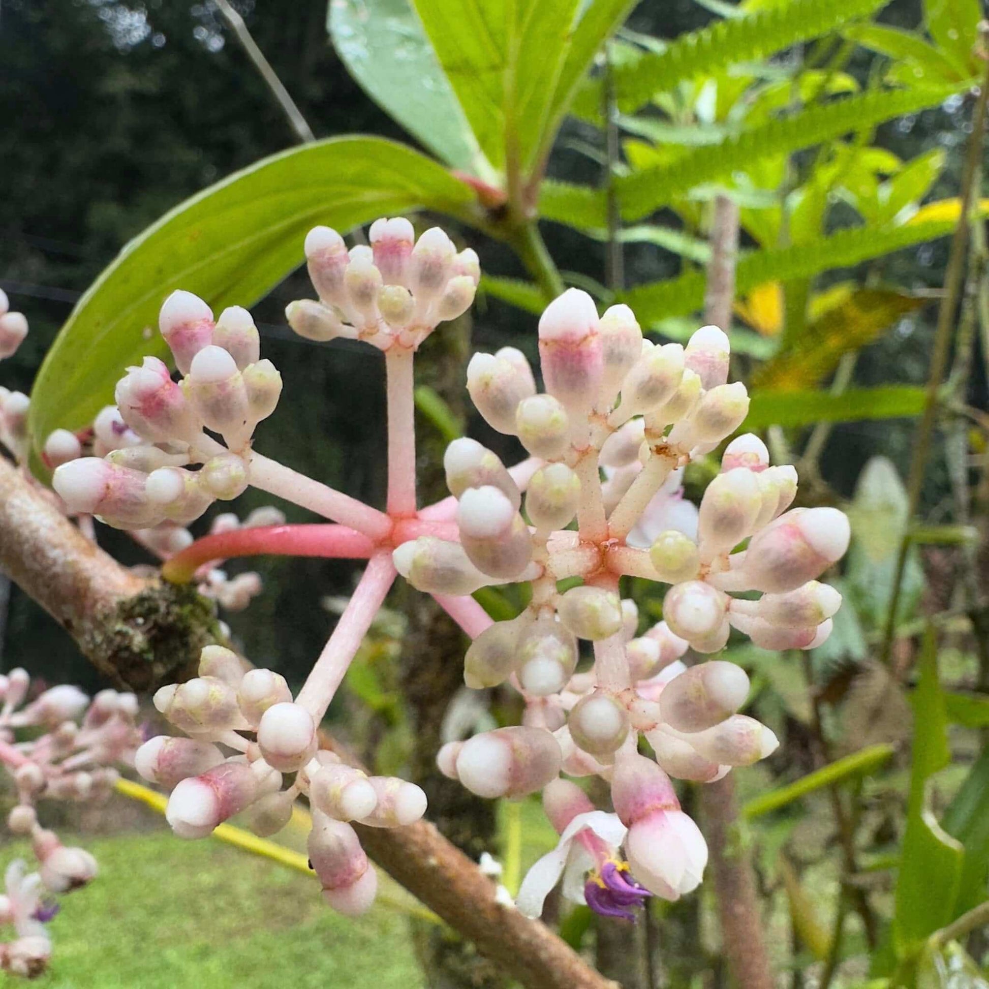 Orchid Seeds – Malaysian