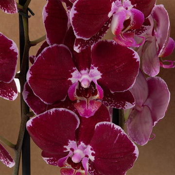 Orchid Seeds – Maroon White Phalaenopsis