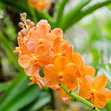 Orchid Seeds – Orange Bell