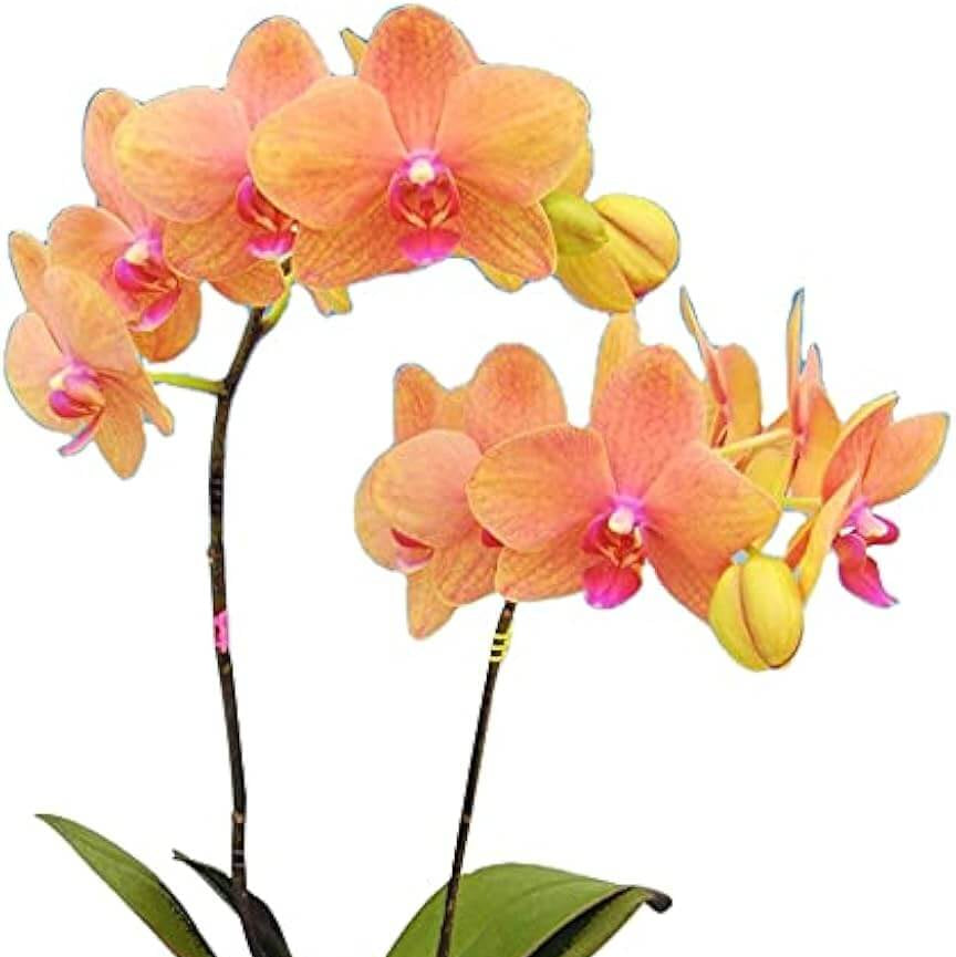 Orchid Seeds – Orange Mini