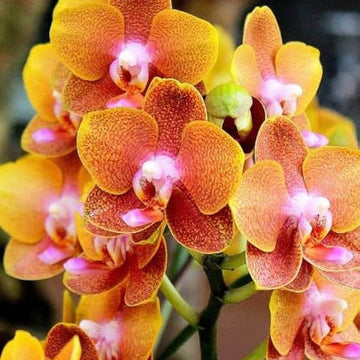 Orchid Seeds – Orange Yellow Phalaenopsis