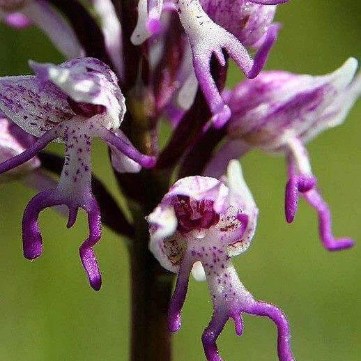 Orchid Seeds – Orchis Italica