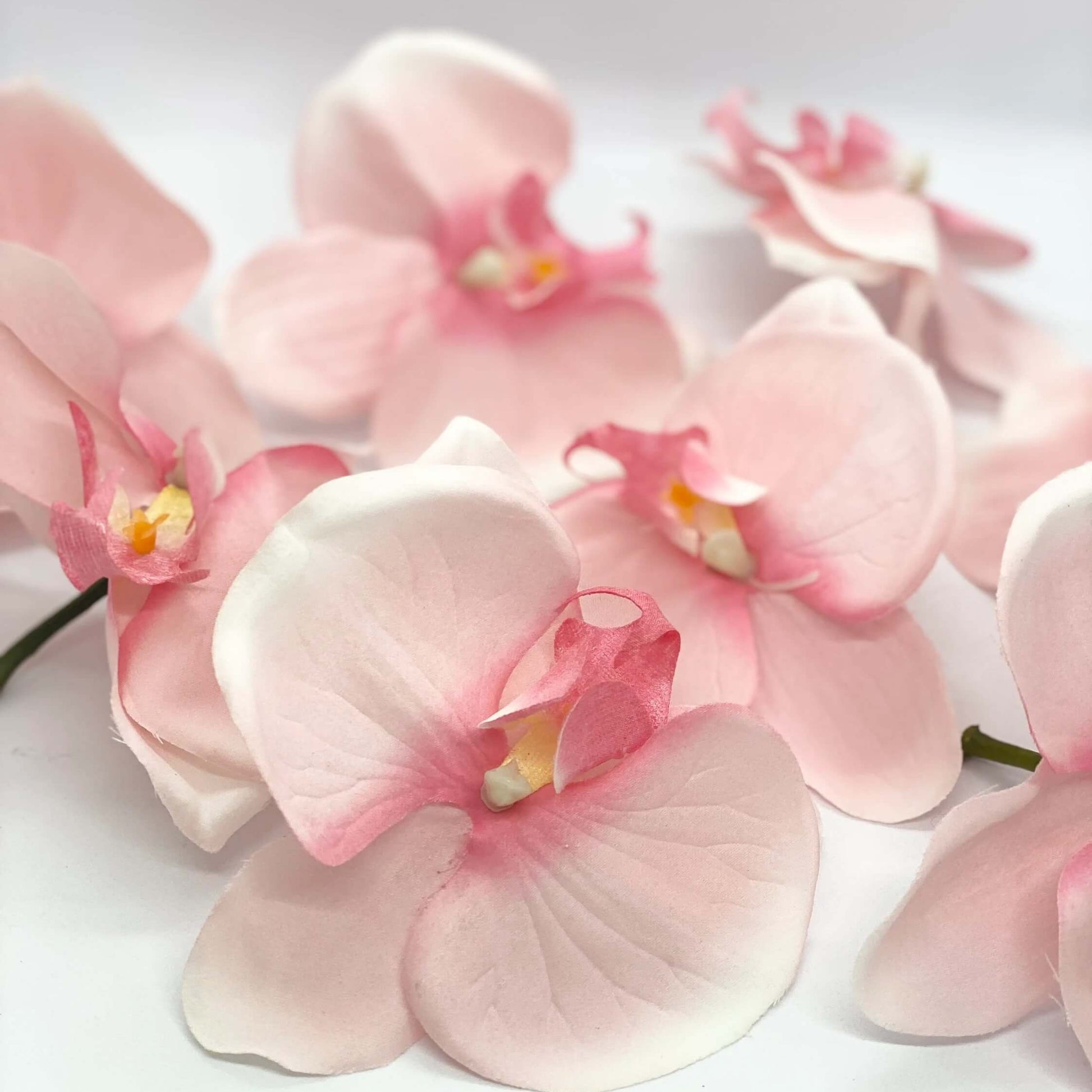 Orchid Seeds – Pale Pink