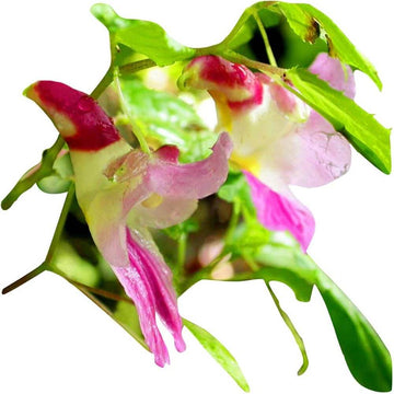 Orchid Seeds – Parrot