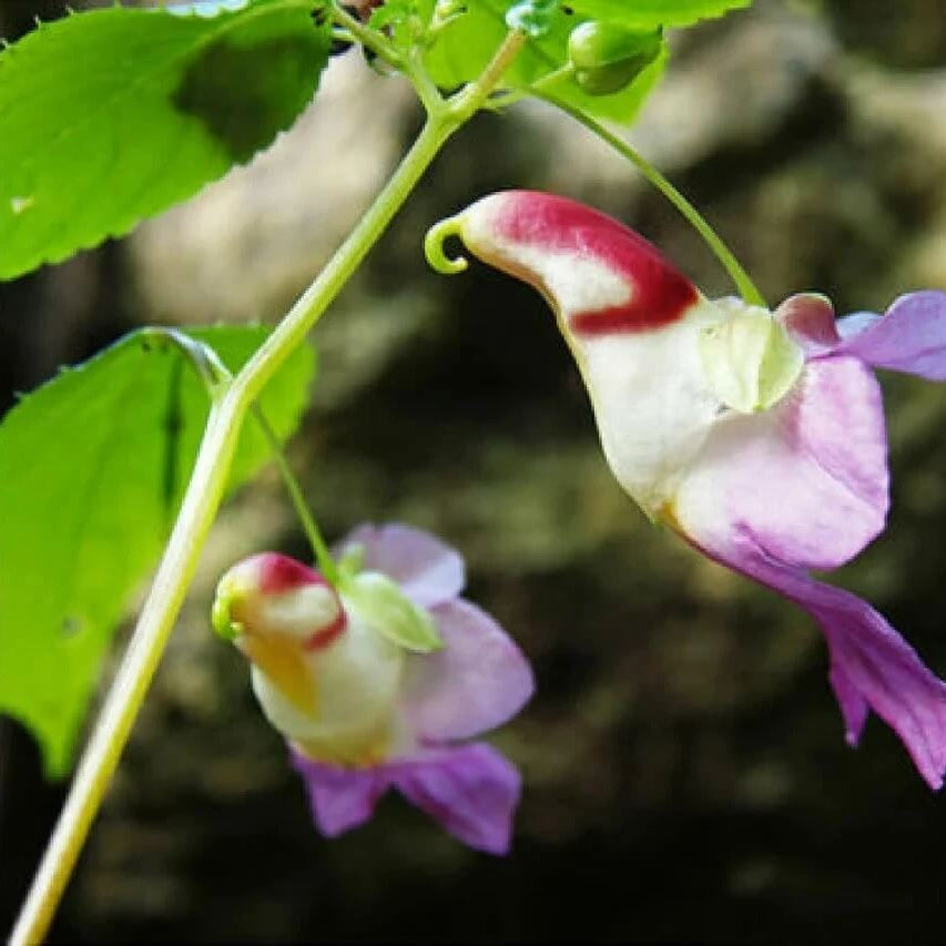 Orchid Seeds – Parrot Orchid