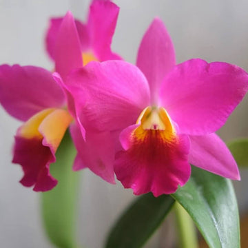 Orchid Seeds – Pink Cattleya