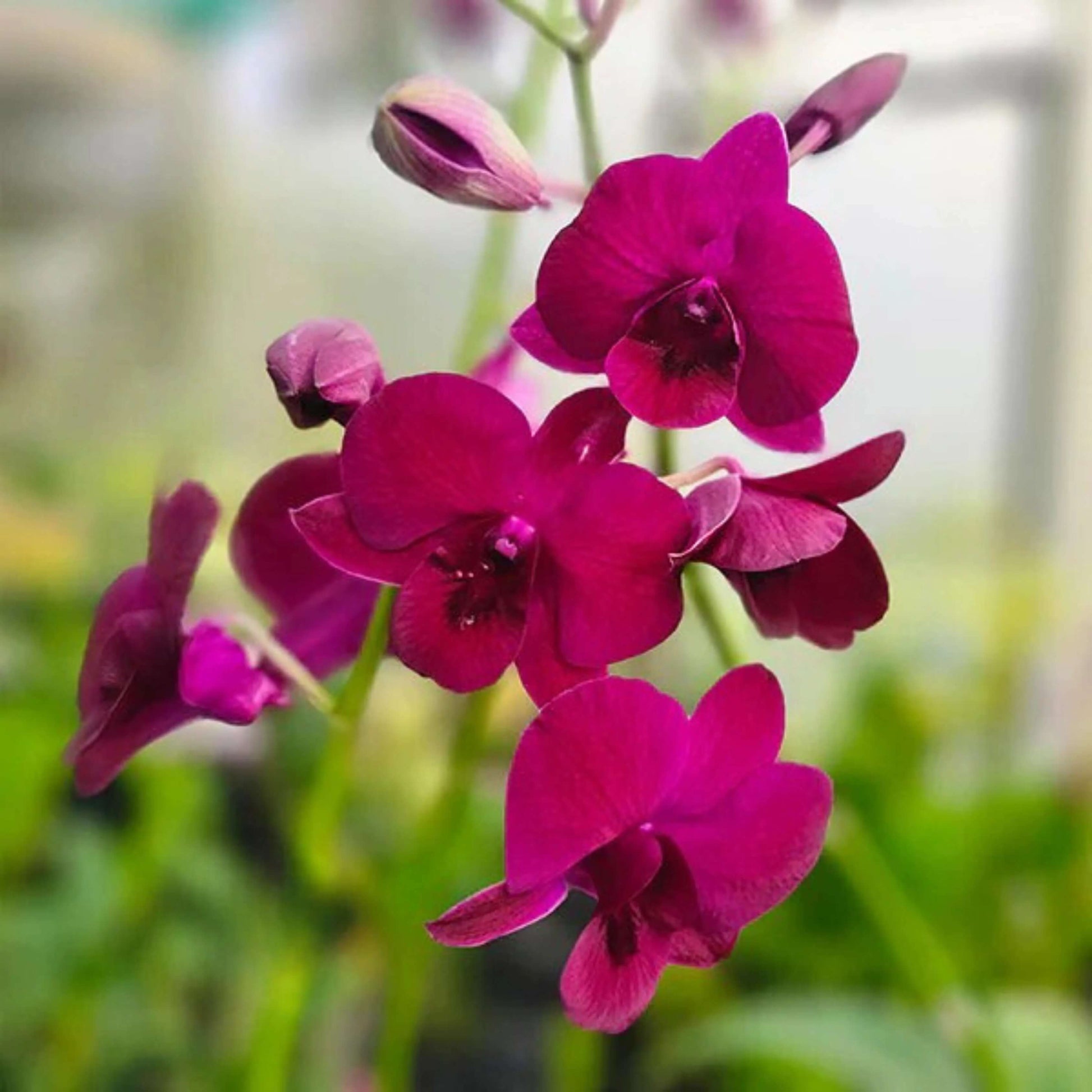 Orchid Seeds – Pink Red Dendrobium