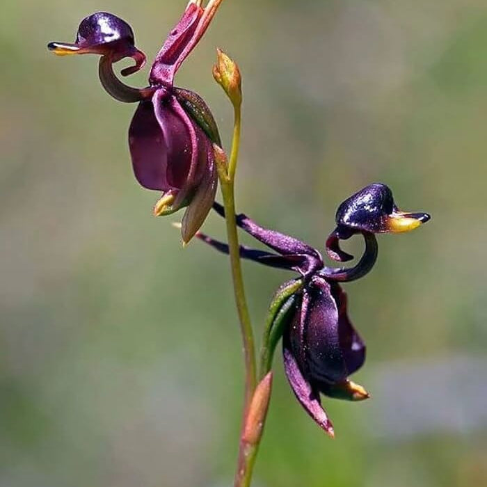 Orchid Seeds – Purple Flying Duck