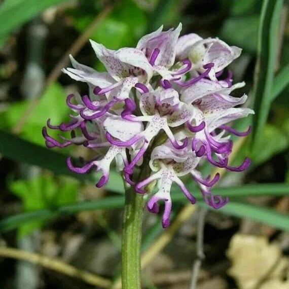 Orchid Seeds – Purple Naked Man