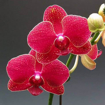 Orchid Seeds – Red Phalaenopsis