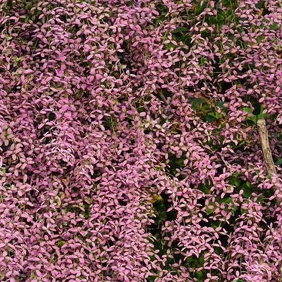 Orchid Seeds – Shower Orchid