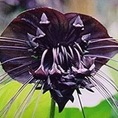 
Orchid Seeds – Tiger
