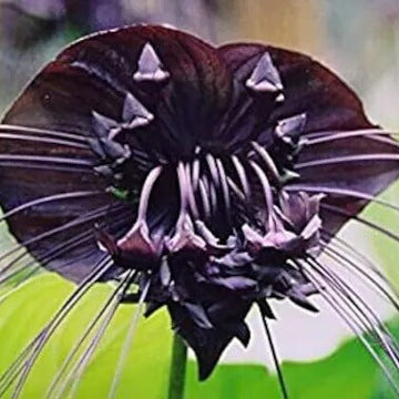 
Orchid Seeds – Tiger
