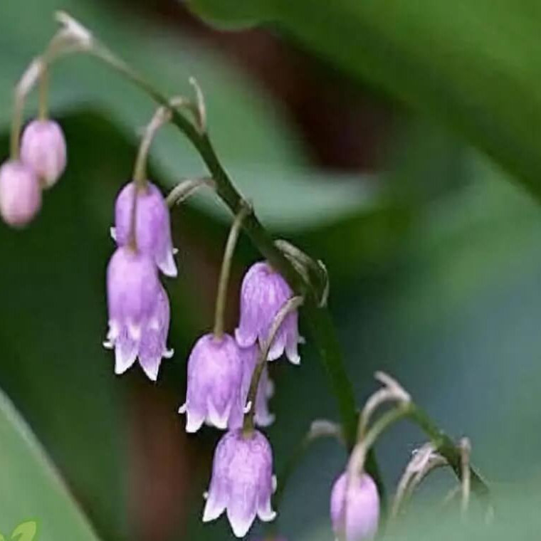 Orchid Seeds – Violet Bell