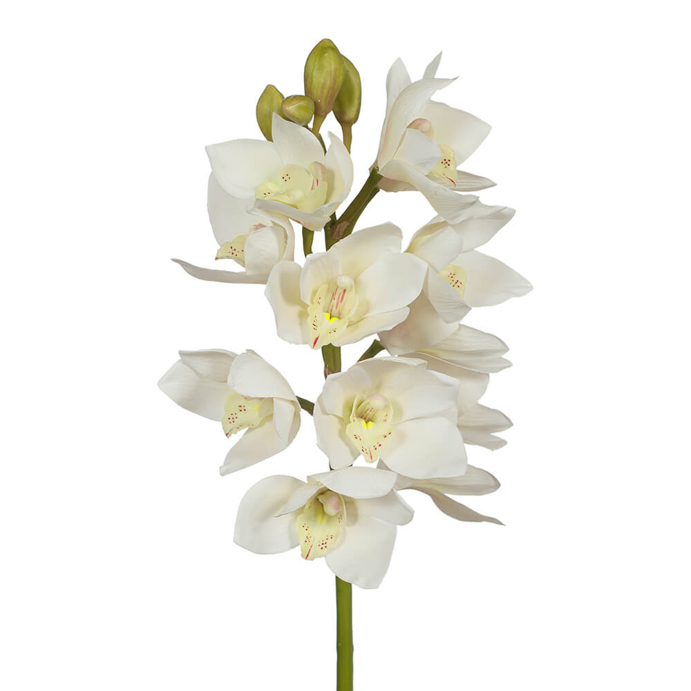 Orchid Seeds – White Cymbidium