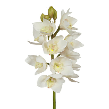 Orchid Seeds – White Cymbidium