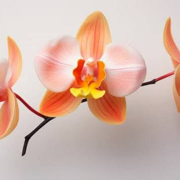 Orchid Seeds – White Orange