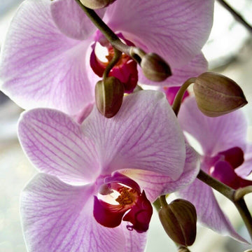 Orchid Seeds – White Violet Phalaenopsis