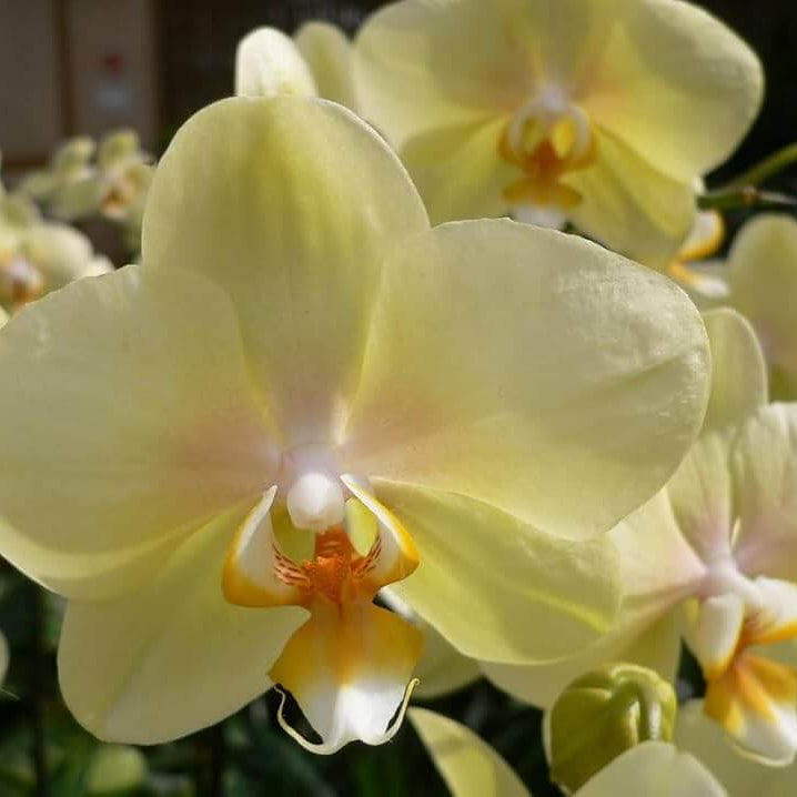 Orchid Seeds – Yellow Phalaenopsis