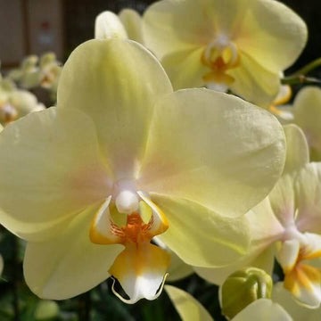 Orchid Seeds – Yellow Phalaenopsis