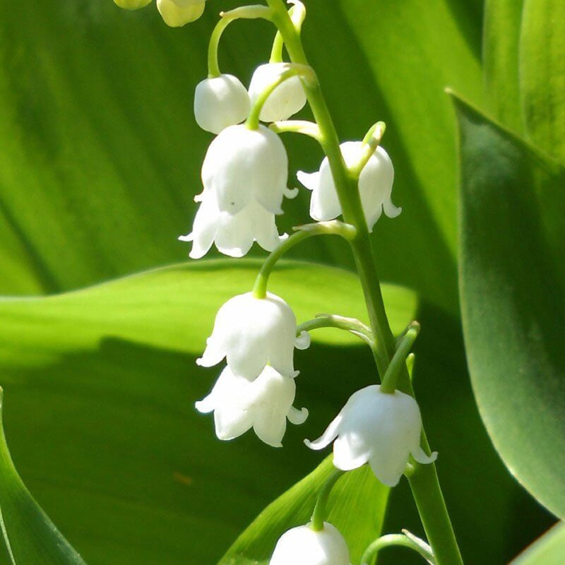 Orchid Seeds – Bell