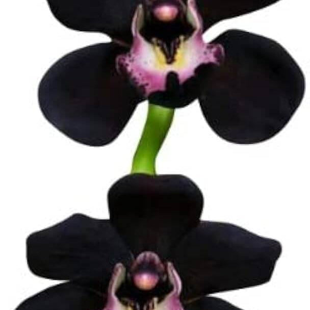 Orchid Seeds – Black Cymbidium