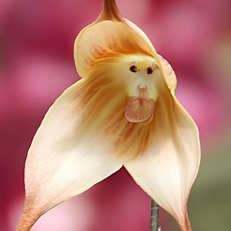 Orchid Seeds – Brown Monkey