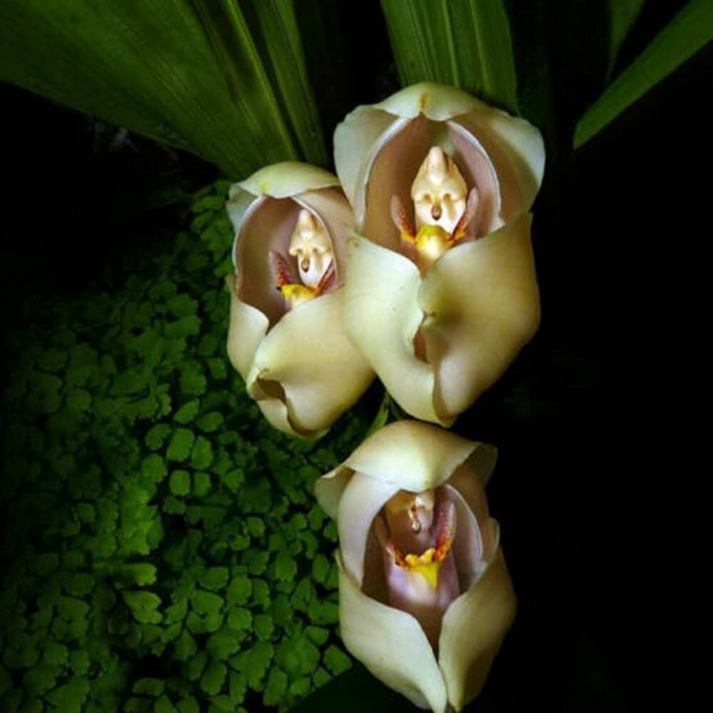 Orchid Seeds – Cream Eggs Baby