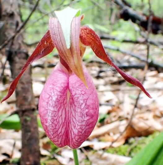 Orchid Seeds – Lady's Slipper