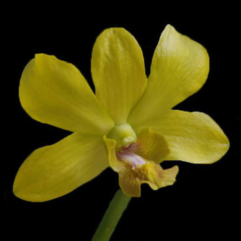 Orchid Seeds – Light Yellow Dendrobium