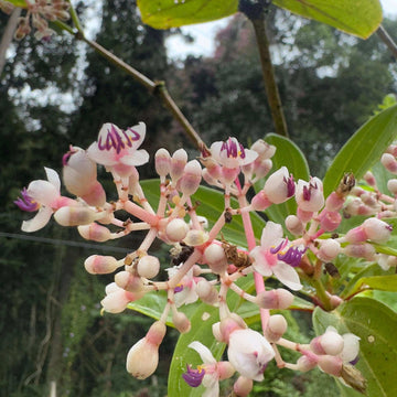 Orchid Seeds – Malaysian