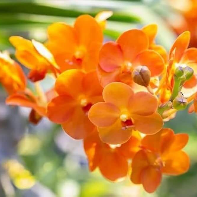 Orchid Seeds – Orange Bell