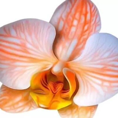 Orchid Seeds – Orange White Phalaenopsis