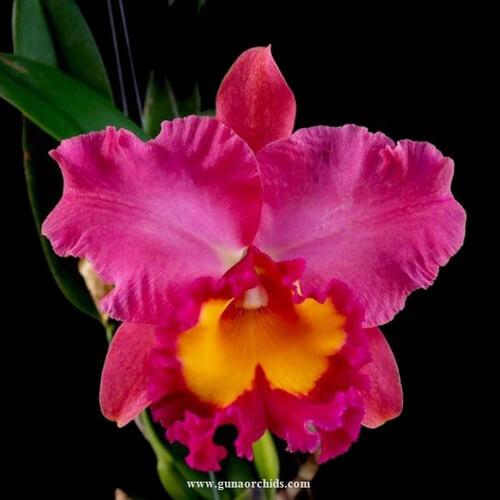 Orchid Seeds – Pink Cattleya
