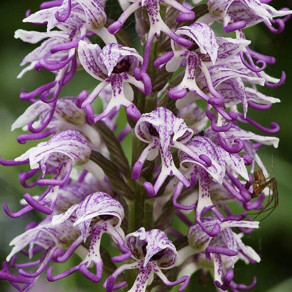 Orchid Seeds – Purple Naked Man
