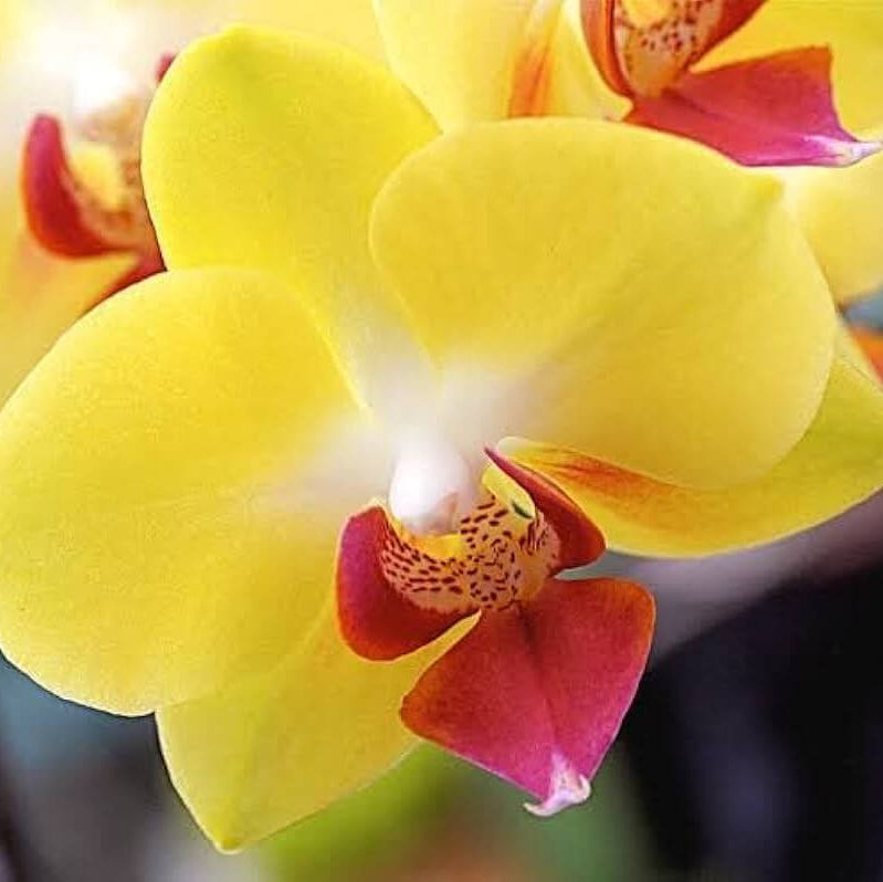 Orchid Seeds – Red Yellow Phalaenopsis