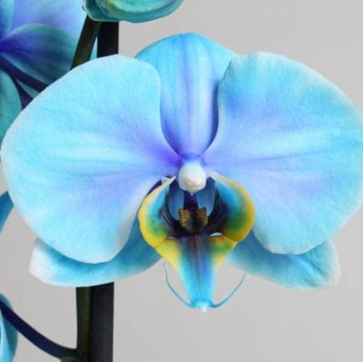Orchid Seeds – Sky Blue