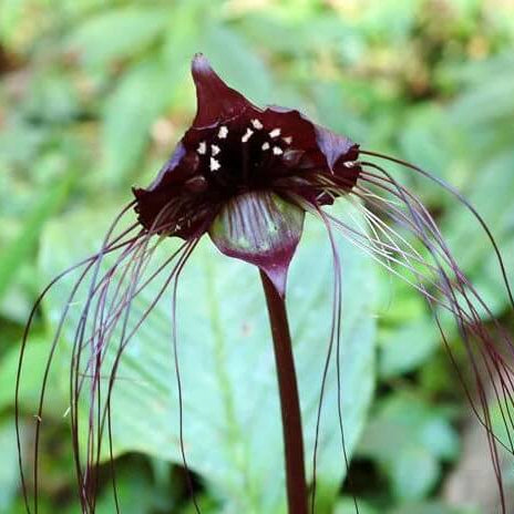 
Orchid Seeds – Tiger
