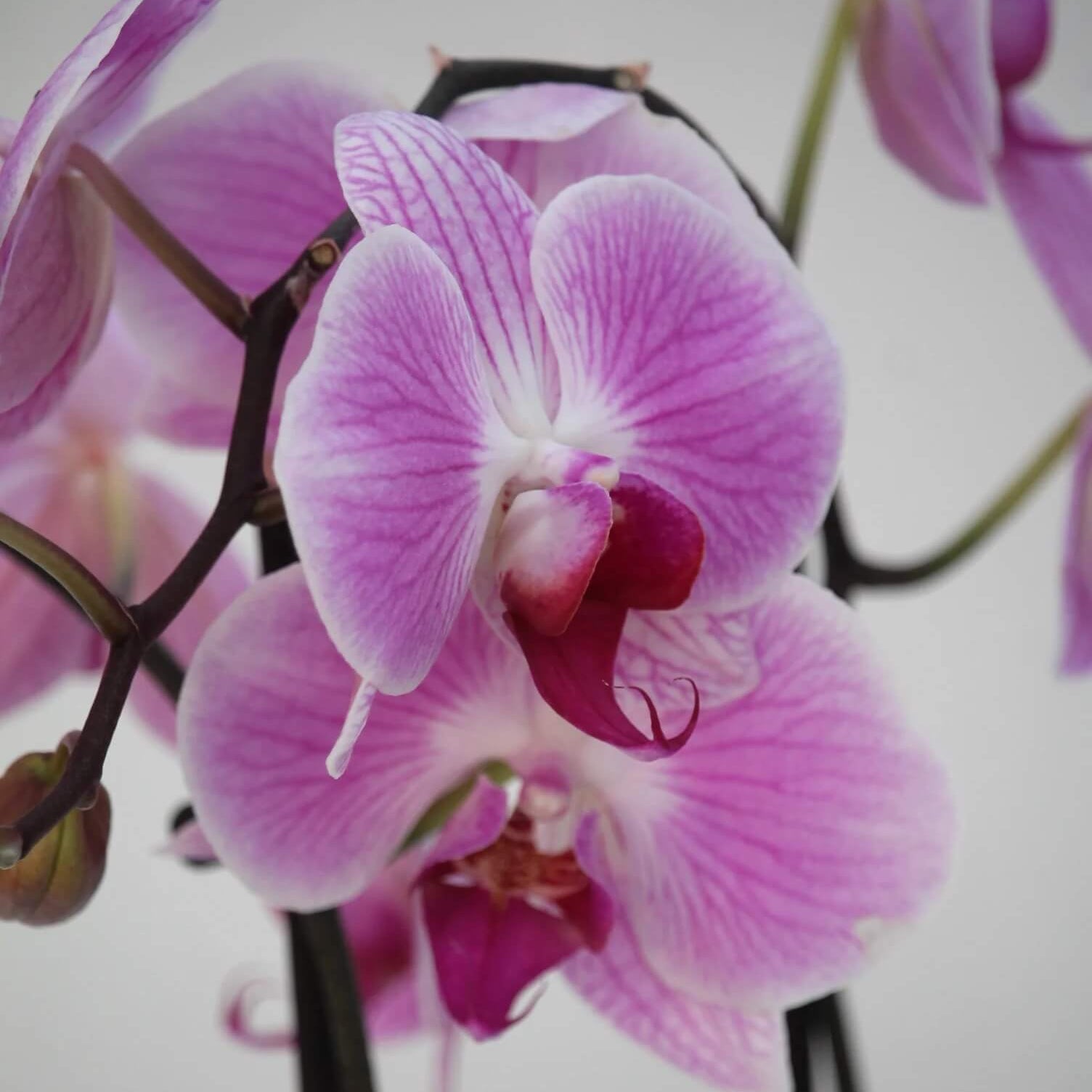 Orchid Seeds – White Violet Phalaenopsis
