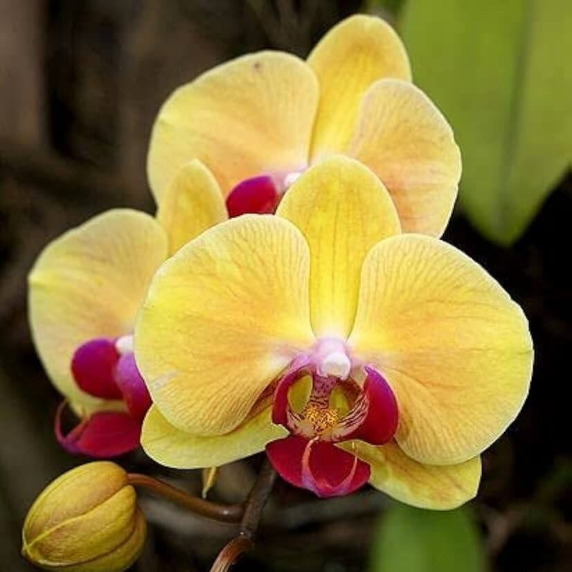Orchid Seeds – Yellow Pink Phalaenopsis