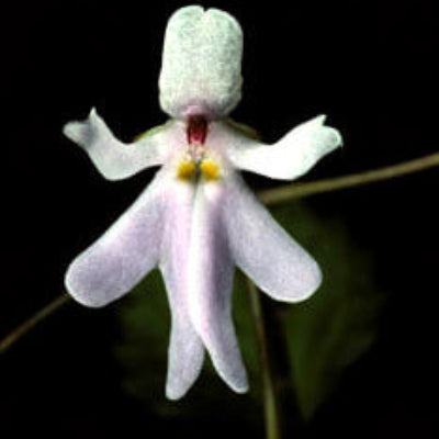 Orchid Seeds – Baby Face