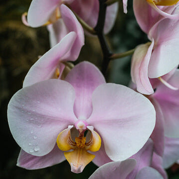 Orchid Seeds – Baby Pink